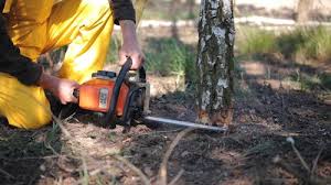 Reliable Port Barrington, IL Tree Services Solutions