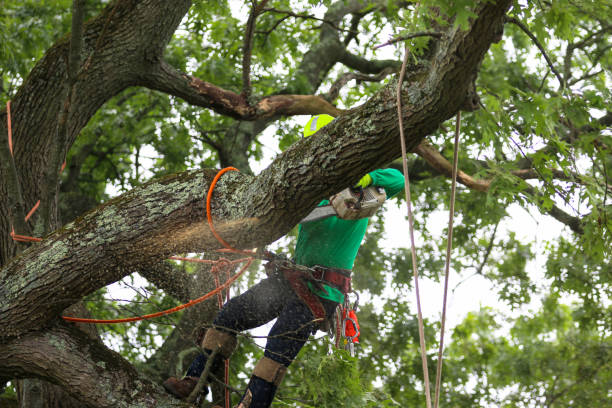  Port Barrington, IL Tree Services Pros