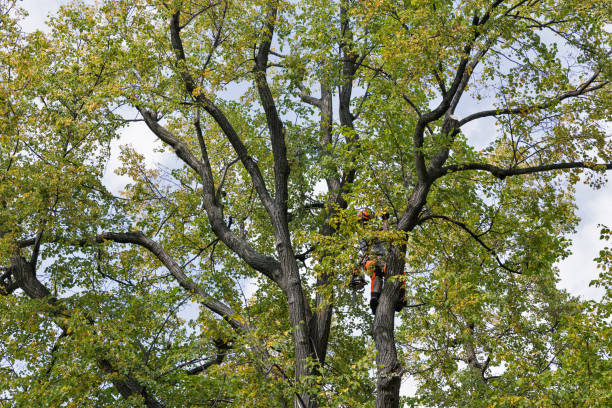 How Our Tree Care Process Works  in  Port Barrington, IL